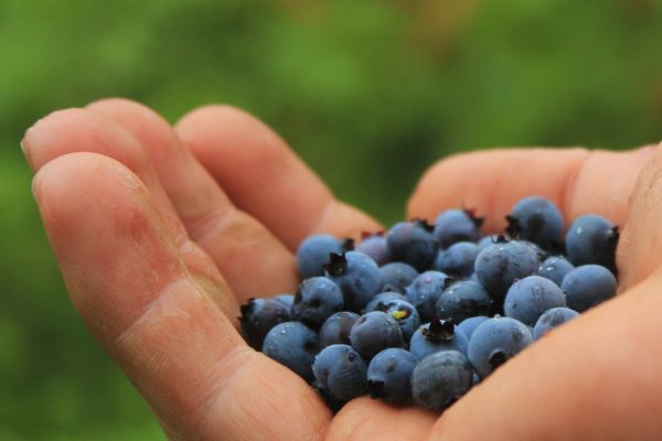 blueberries-801571